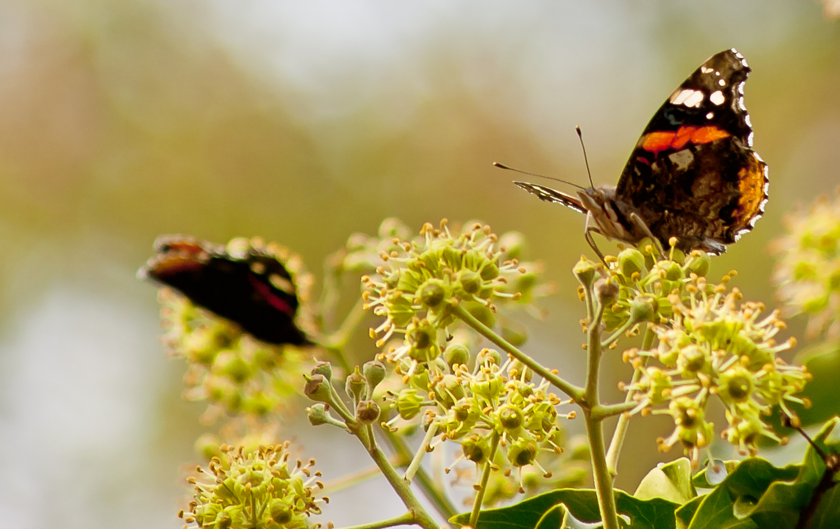 Admiral im  Spätsommer