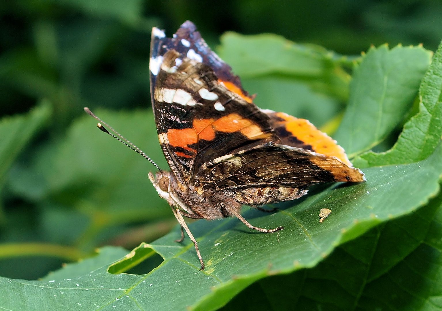 Admiral im Wald