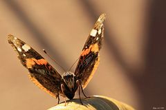 Admiral in der Abendsonne