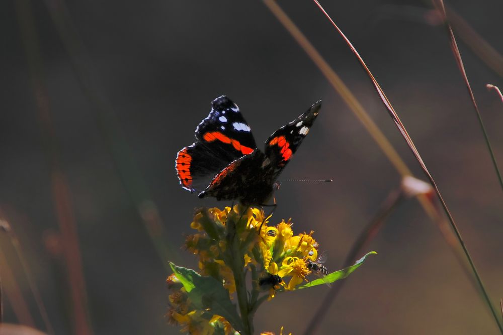 Admiral In der Abendsonne