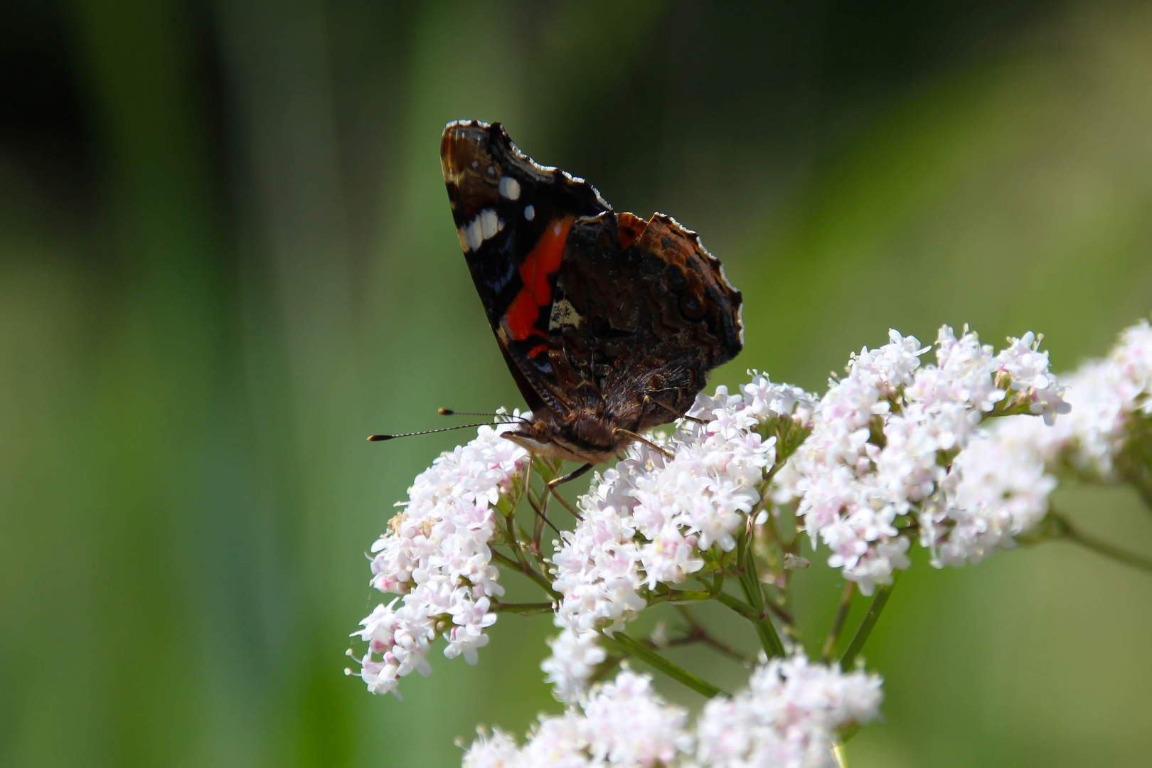 Admiral in voller Pracht