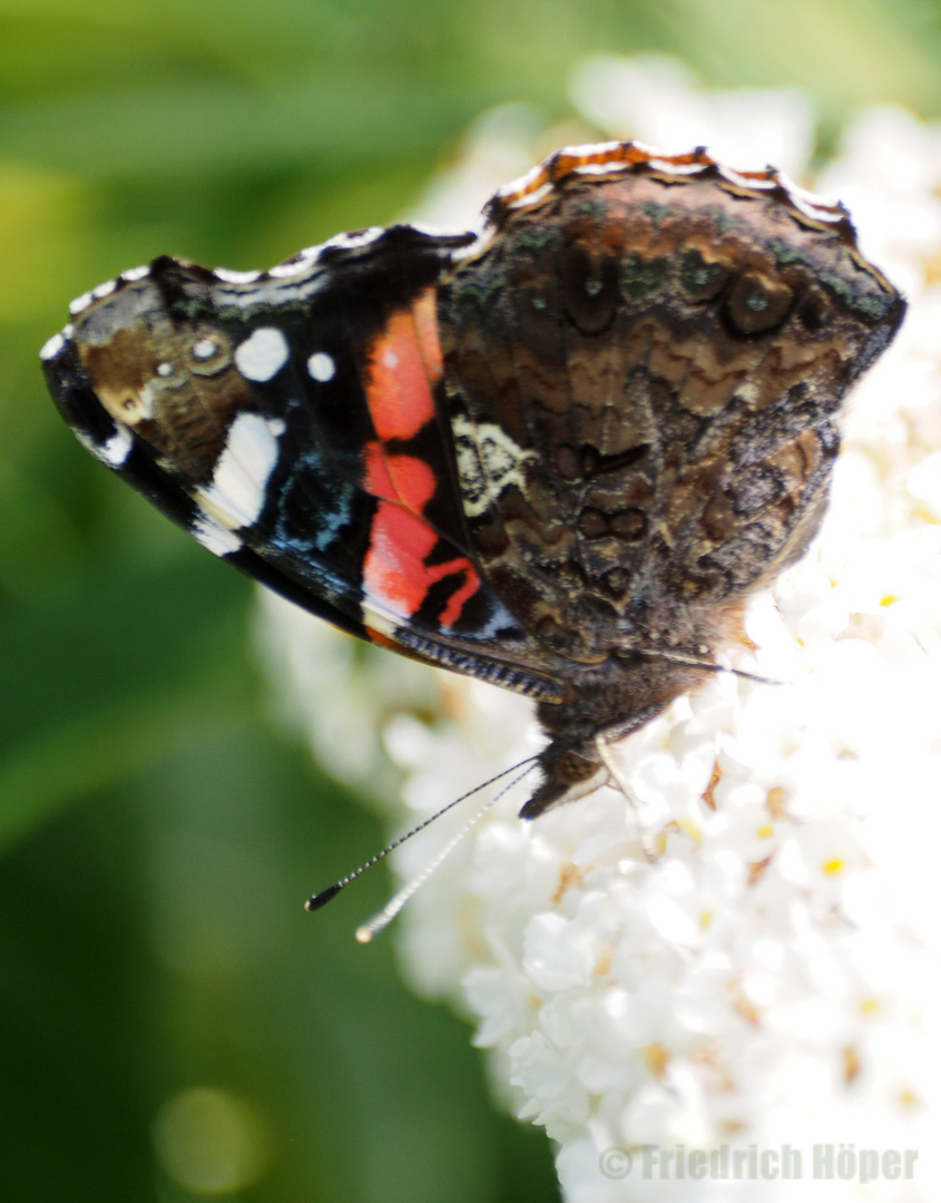 Admiral (mit Flügelunterseite) am weißen Sommerflieder