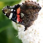 Admiral (mit Flügelunterseite) am weißen Sommerflieder