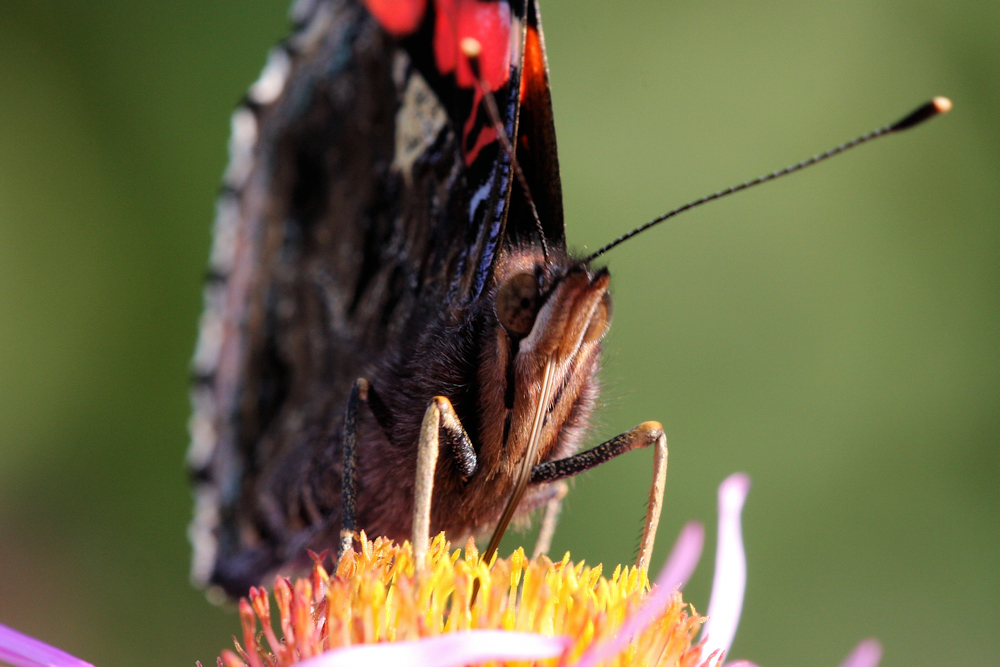 Admiral, Nr. 2 (vanessa atalanta)