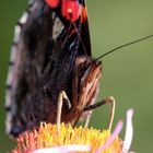 Admiral, Nr. 2 (vanessa atalanta)