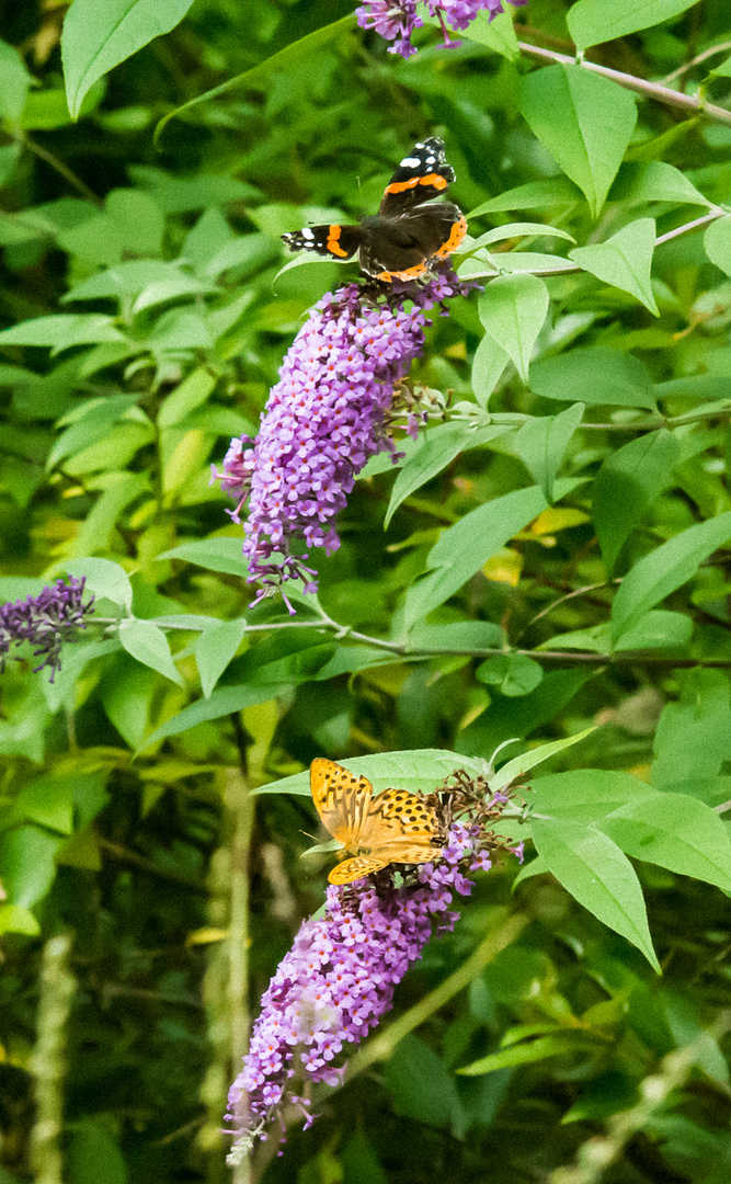 Admiral (oben) und Kaisermantel (unten) auf Sommerflieder