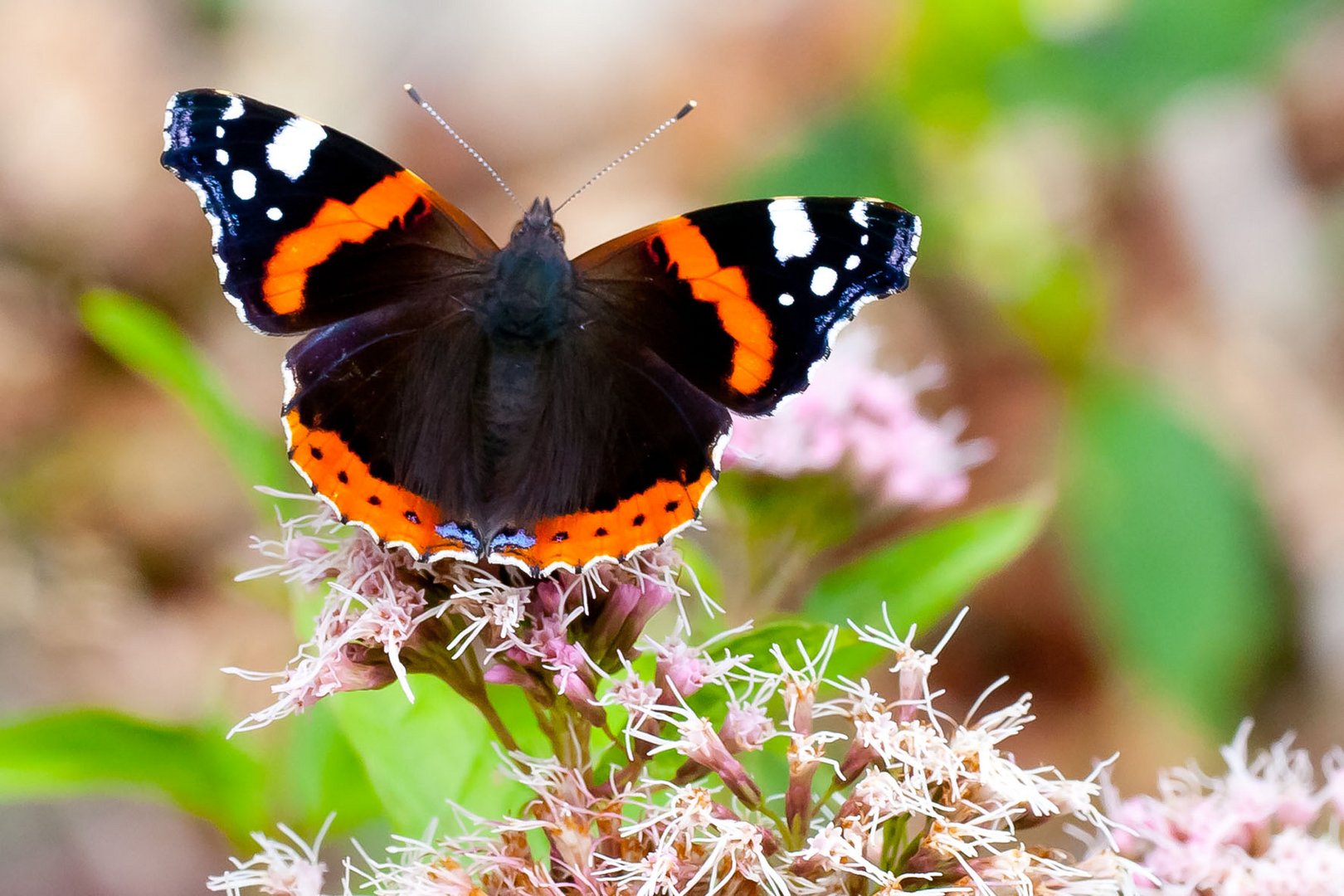 ADMIRAL, RED ADMIRAL, VANESSA ATALANTA