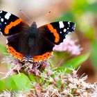 ADMIRAL, RED ADMIRAL, VANESSA ATALANTA