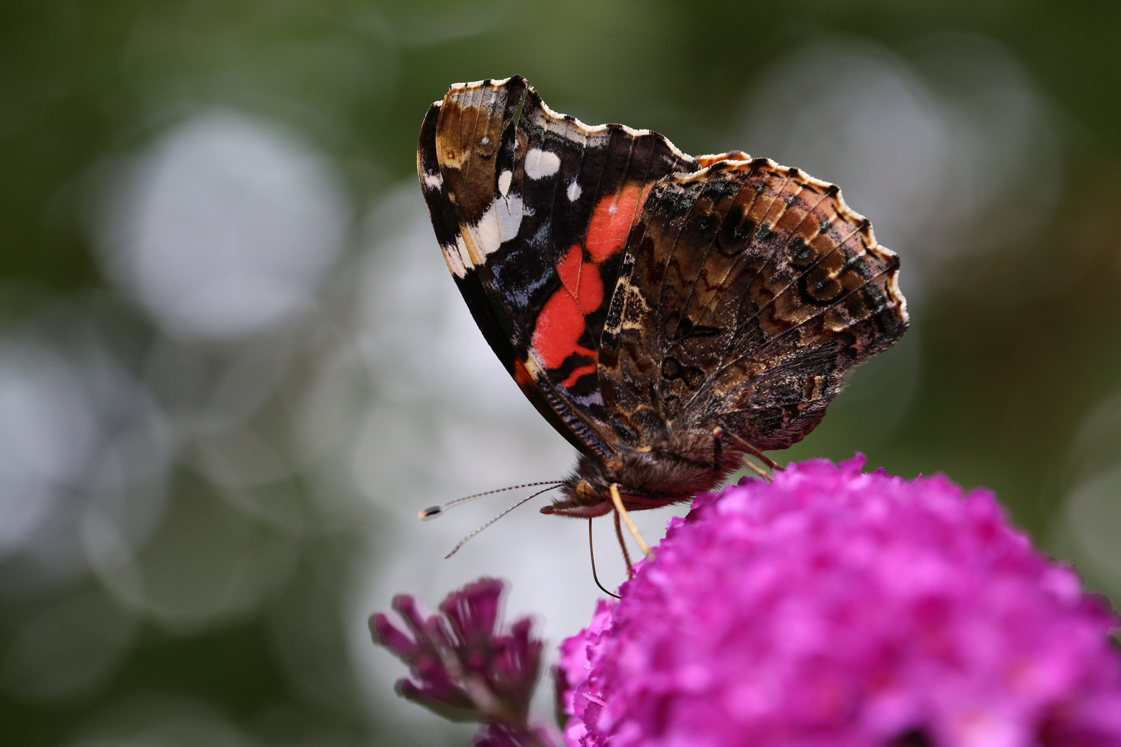 Admiral Red Macro 