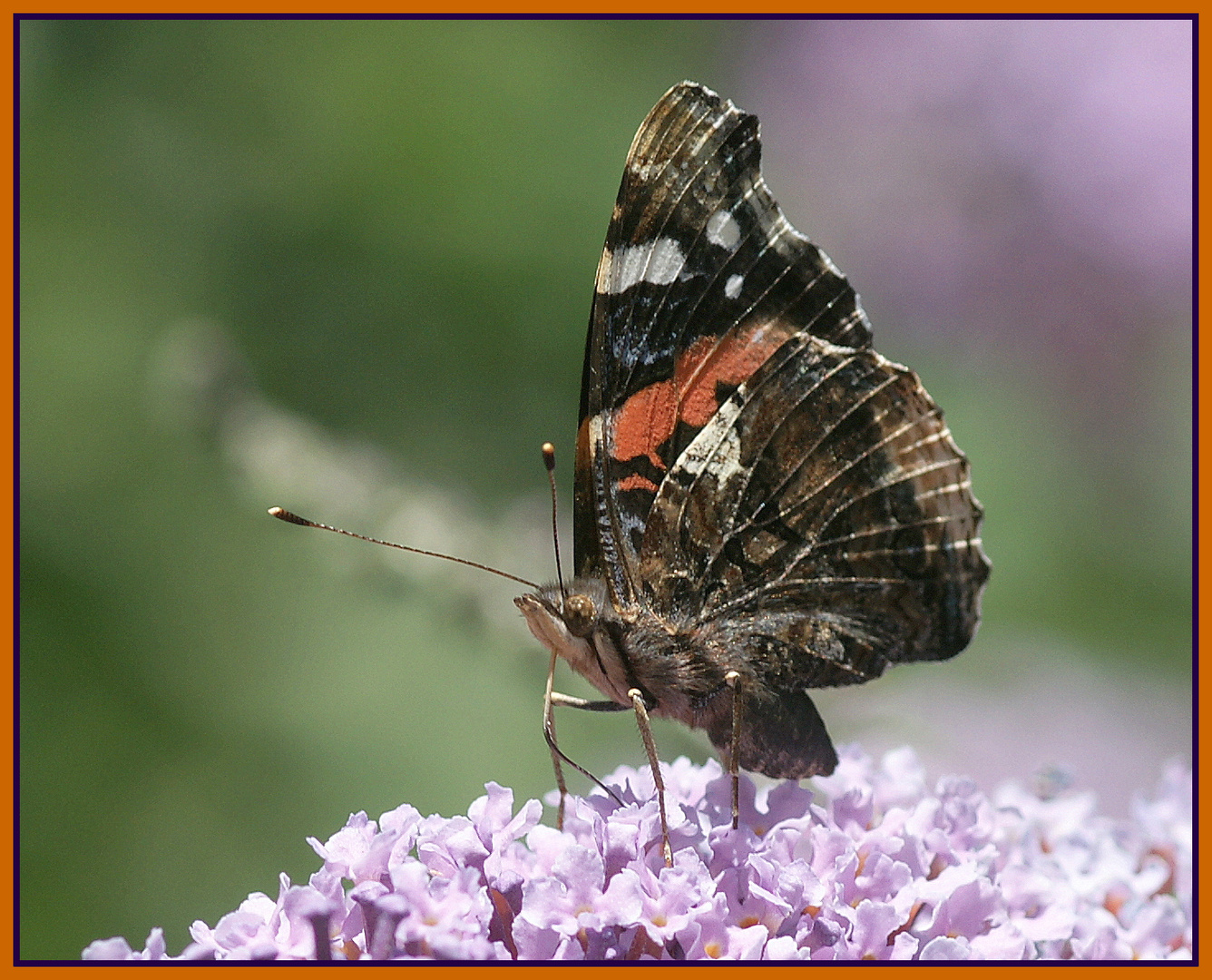 Admiral Schmetterling