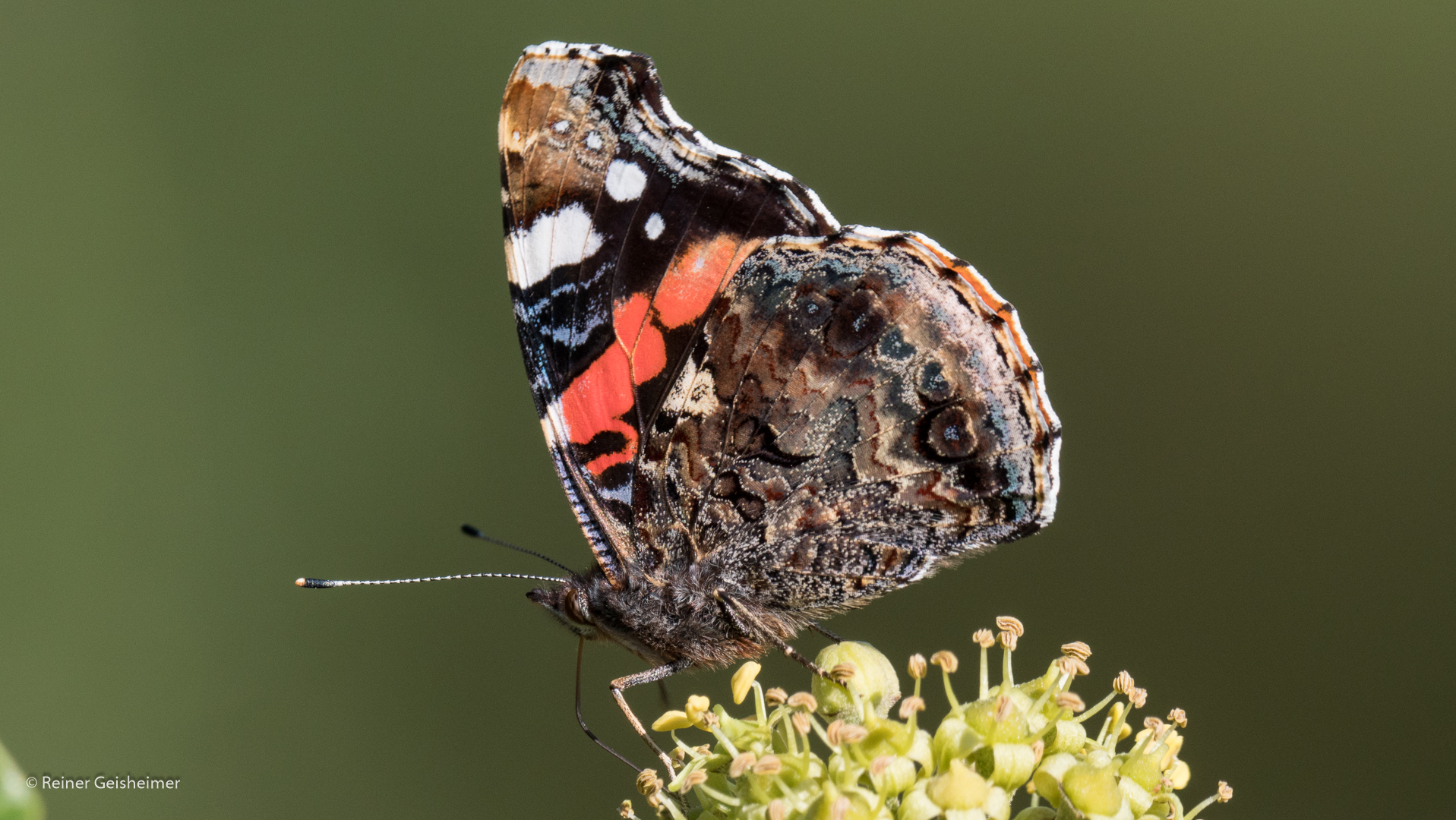 Admiral Schmetterling