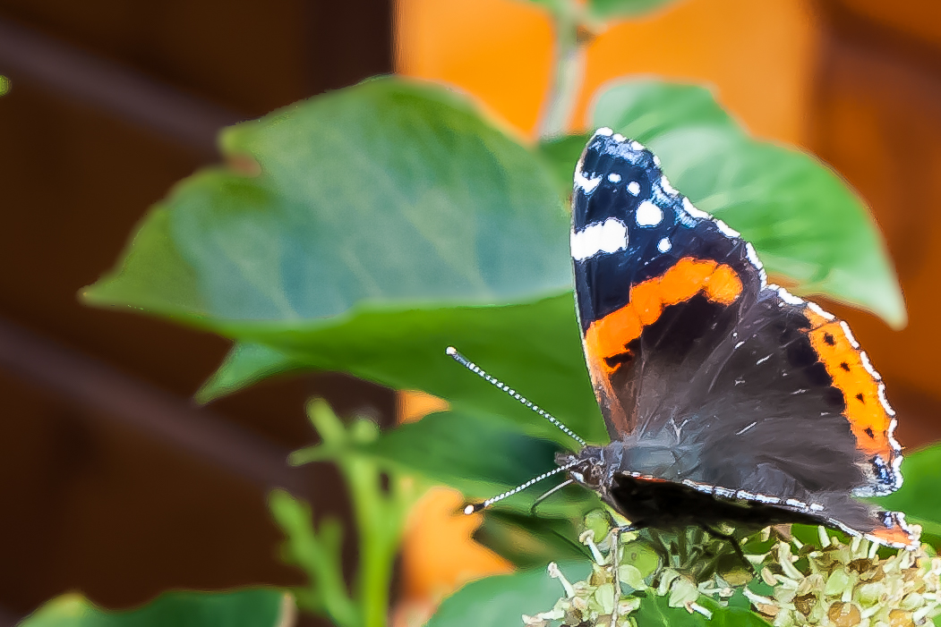 Admiral (Schmetterling)