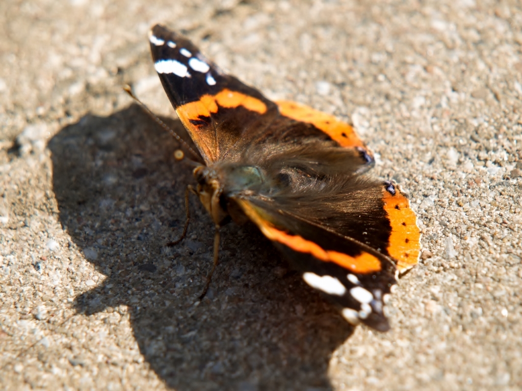 Admiral (Schmetterling)