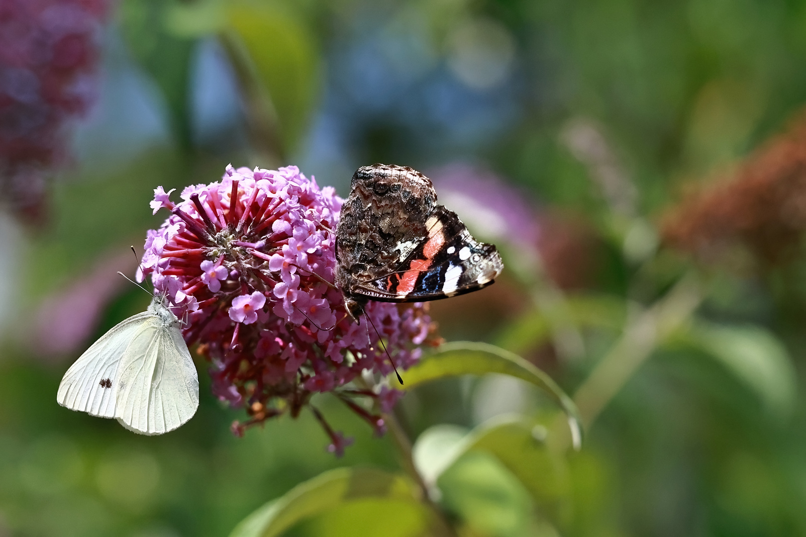 Admiral und Kohlweißling an Sommerflieder