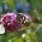 Admiral und Kohlweißling an Sommerflieder