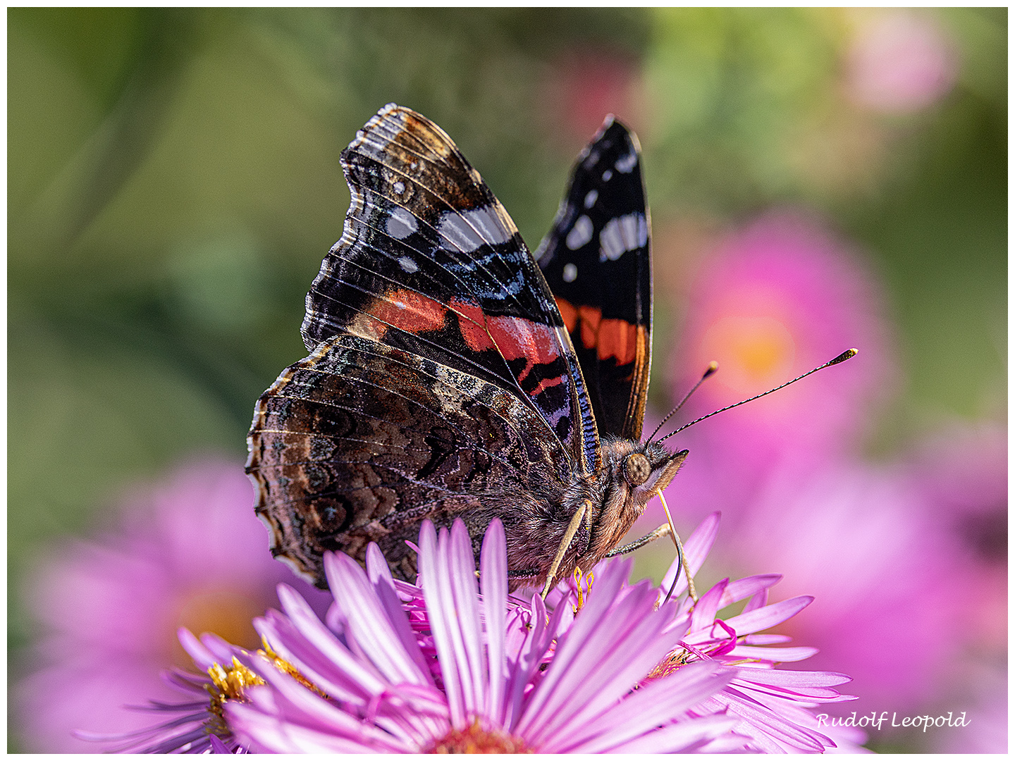 Admiral untersucht eine Asternblüte