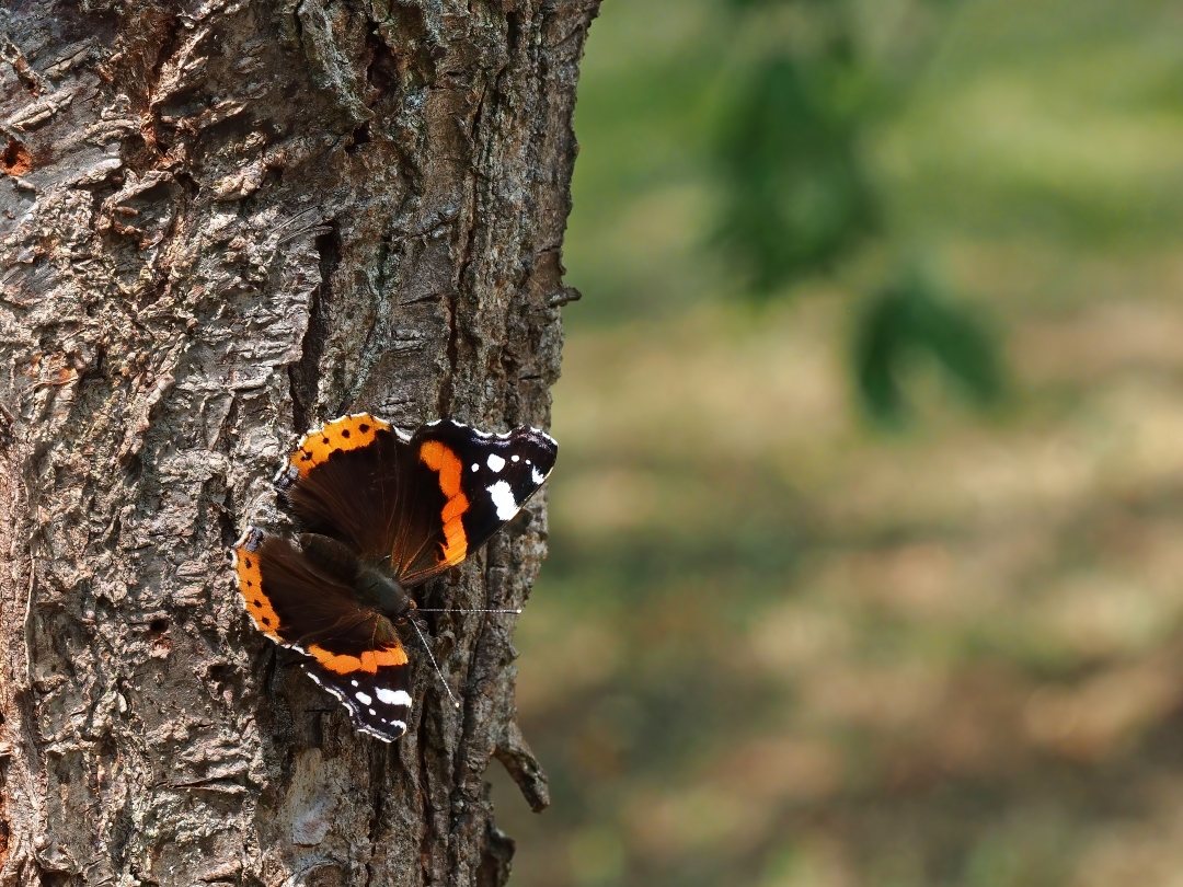 Admiral (Vanessa atalanta)