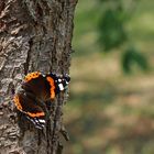 Admiral (Vanessa atalanta)