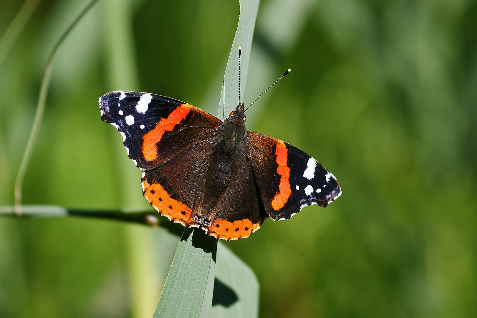 Admiral (Vanessa atalanta)