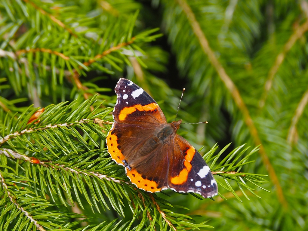 Admiral (Vanessa atalanta)