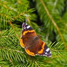 Admiral (Vanessa atalanta)