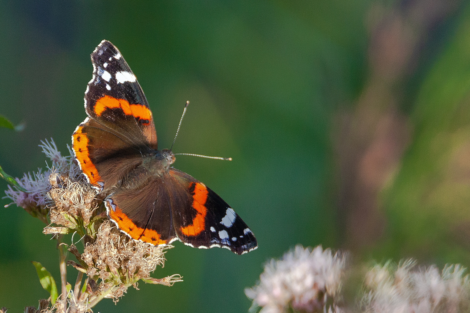 Admiral (Vanessa atalanta)