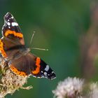 Admiral (Vanessa atalanta)