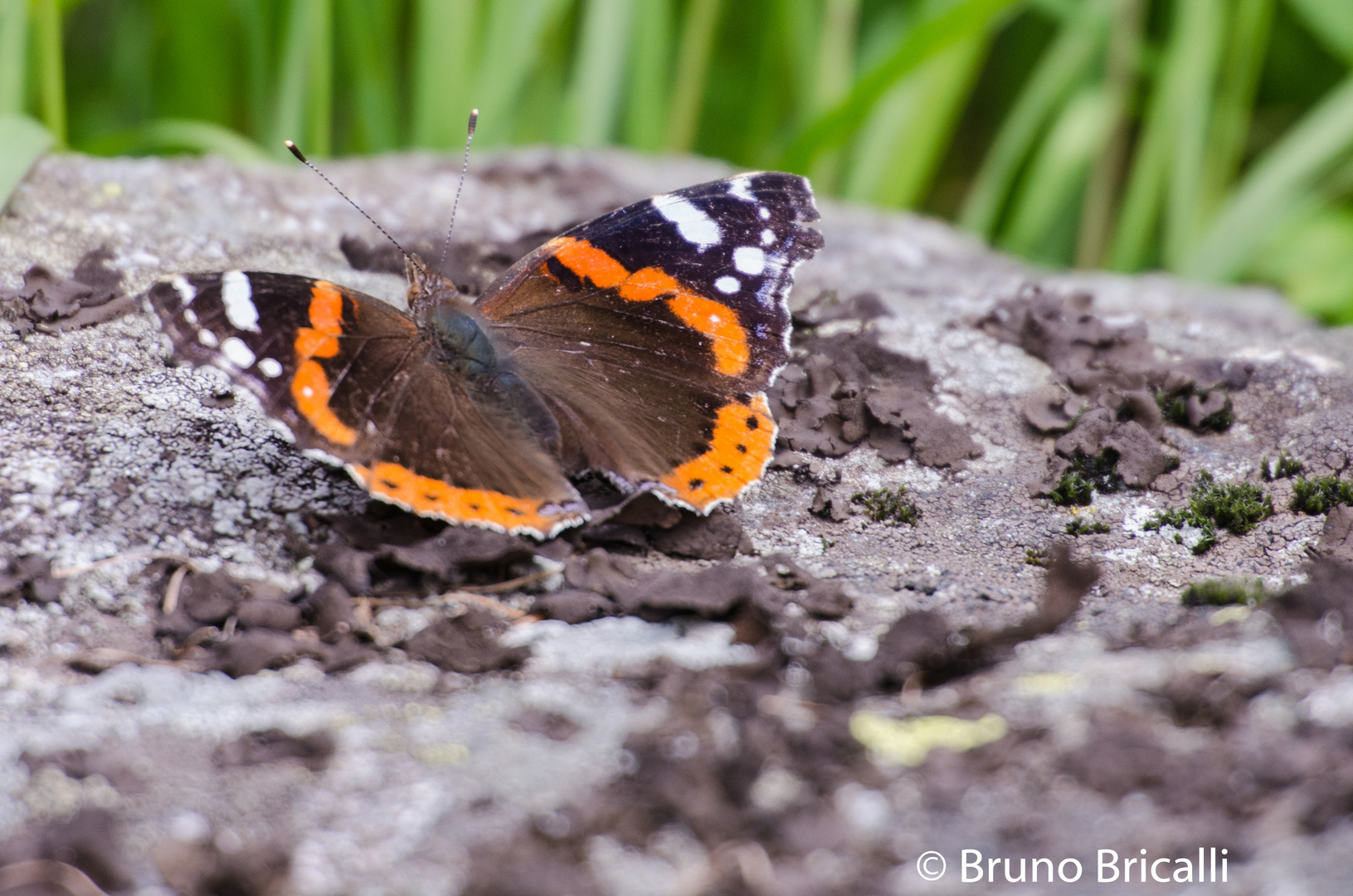 Admiral (Vanessa atalanta)