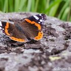 Admiral (Vanessa atalanta)