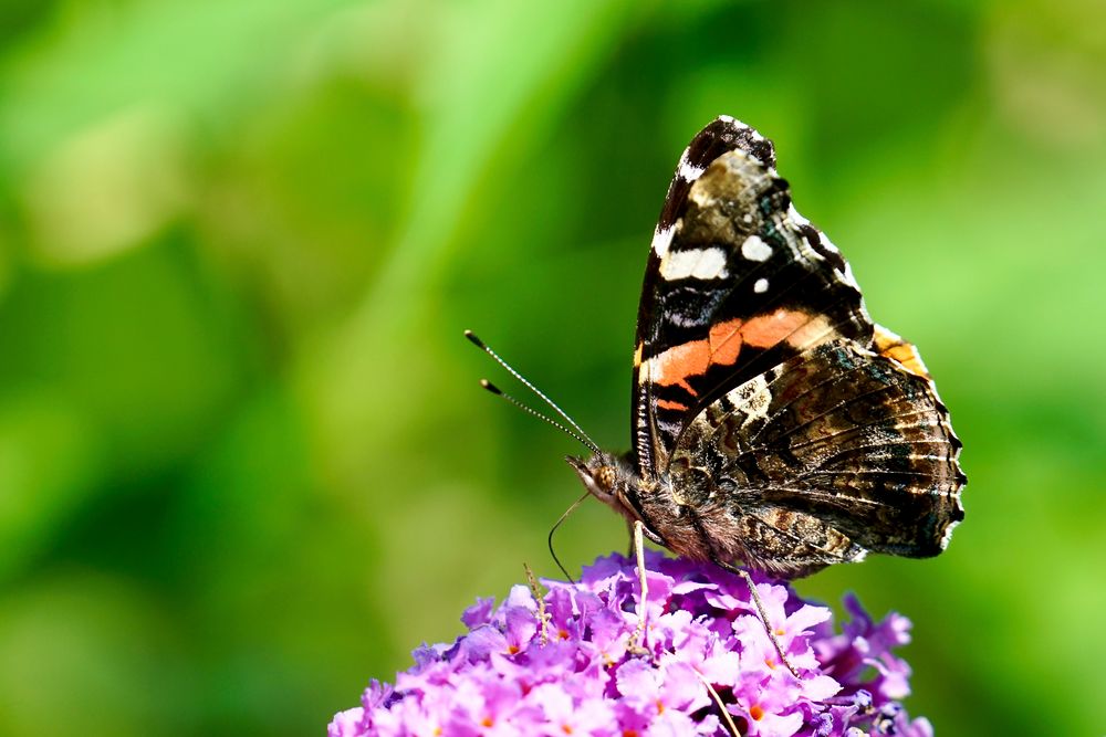 Admiral (Vanessa atalanta)