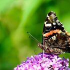 Admiral (Vanessa atalanta)