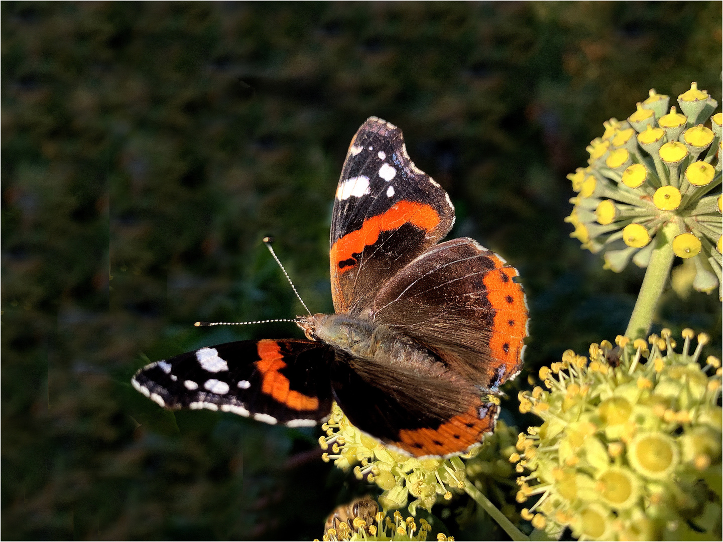 Admiral (Vanessa atalanta)