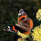 Admiral (Vanessa atalanta)