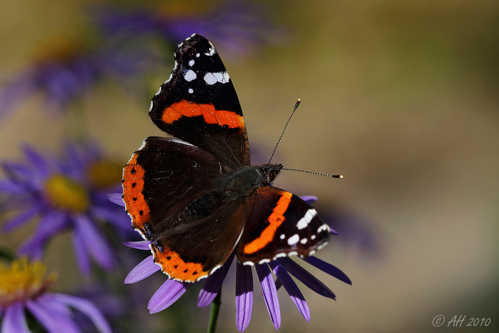 Admiral (Vanessa atalanta)