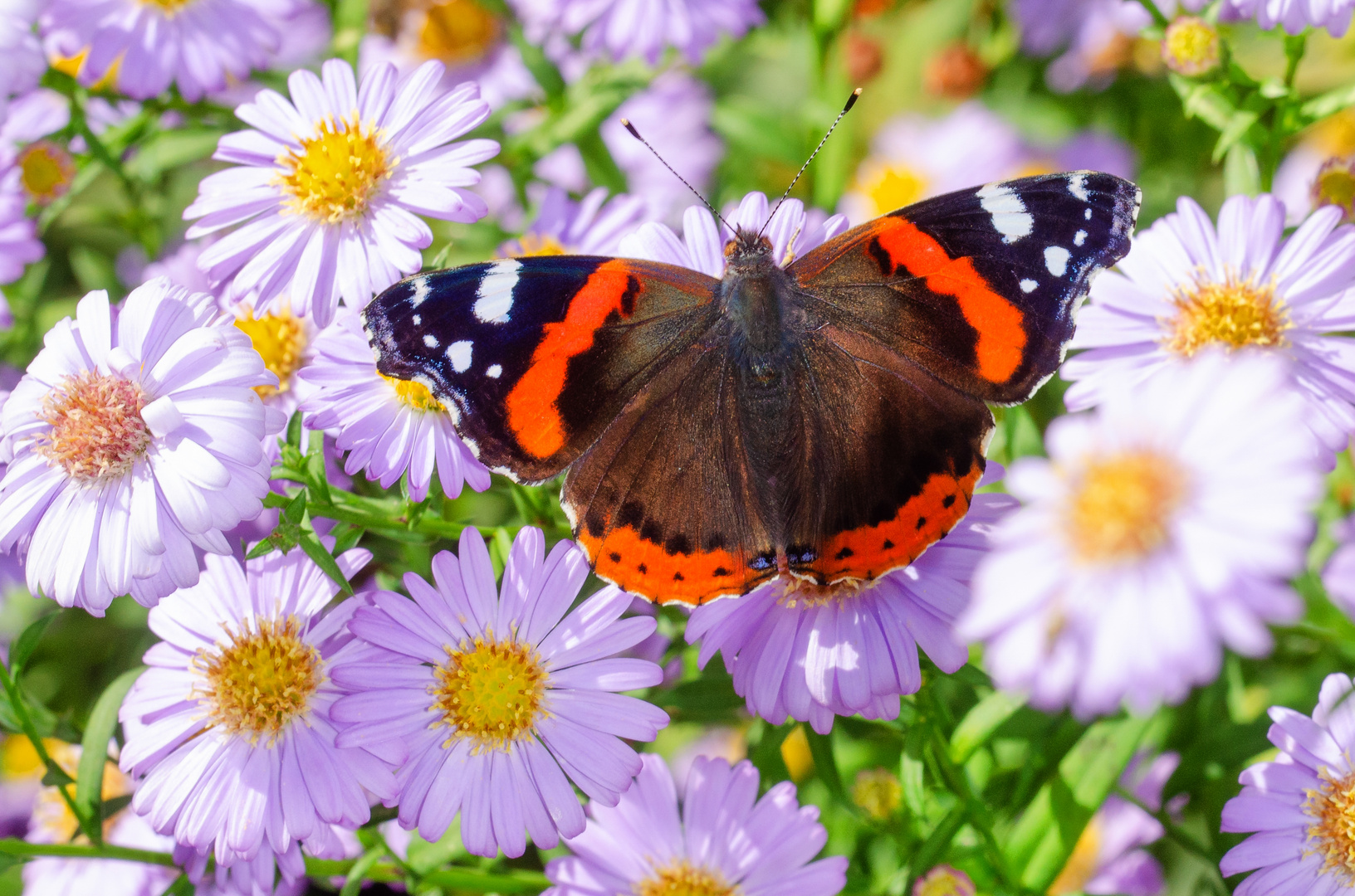 Admiral (Vanessa atalanta)