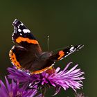 Admiral (Vanessa atalanta) 2