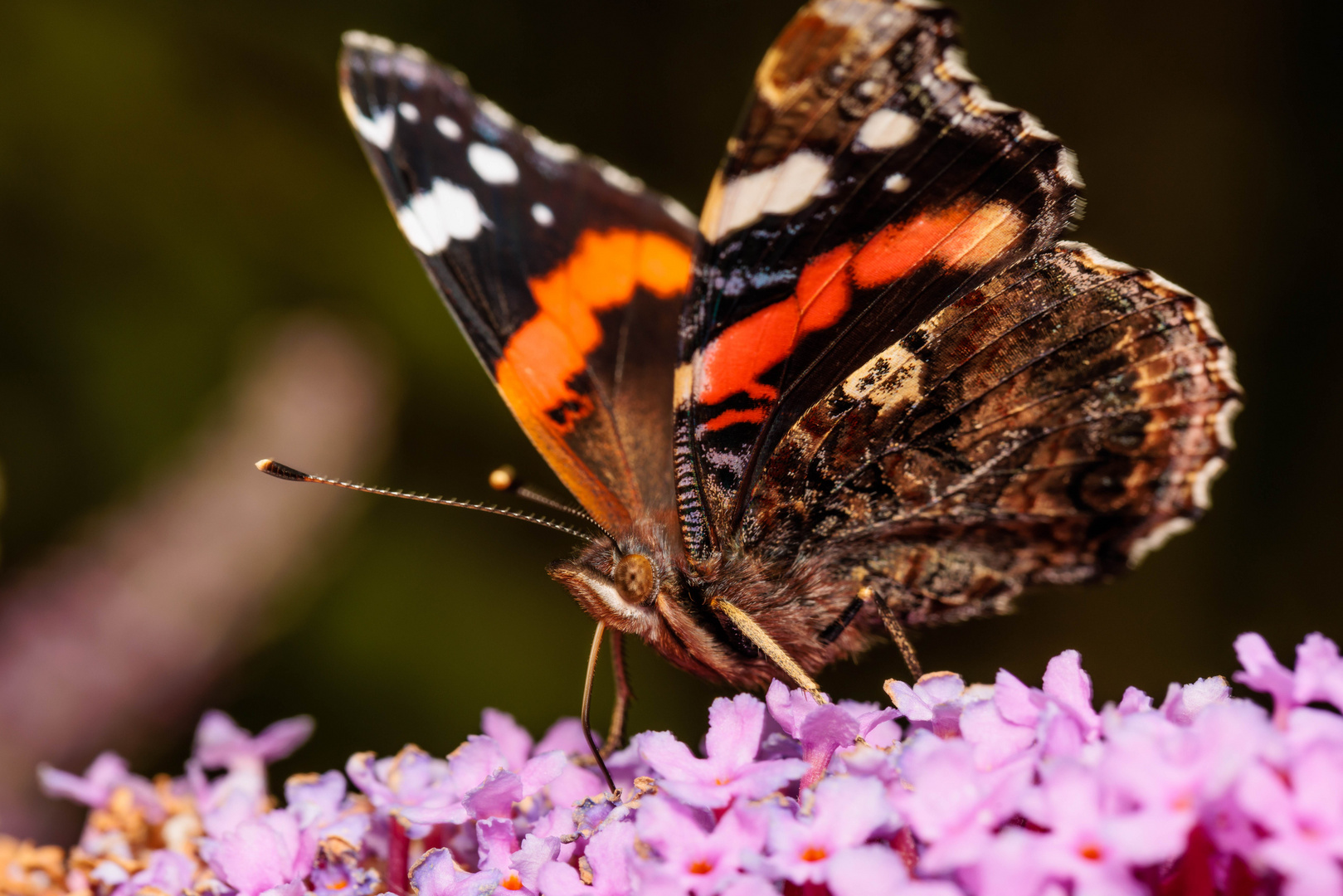 Admiral (Vanessa atalanta)