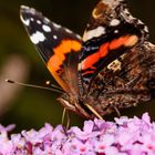 Admiral (Vanessa atalanta)