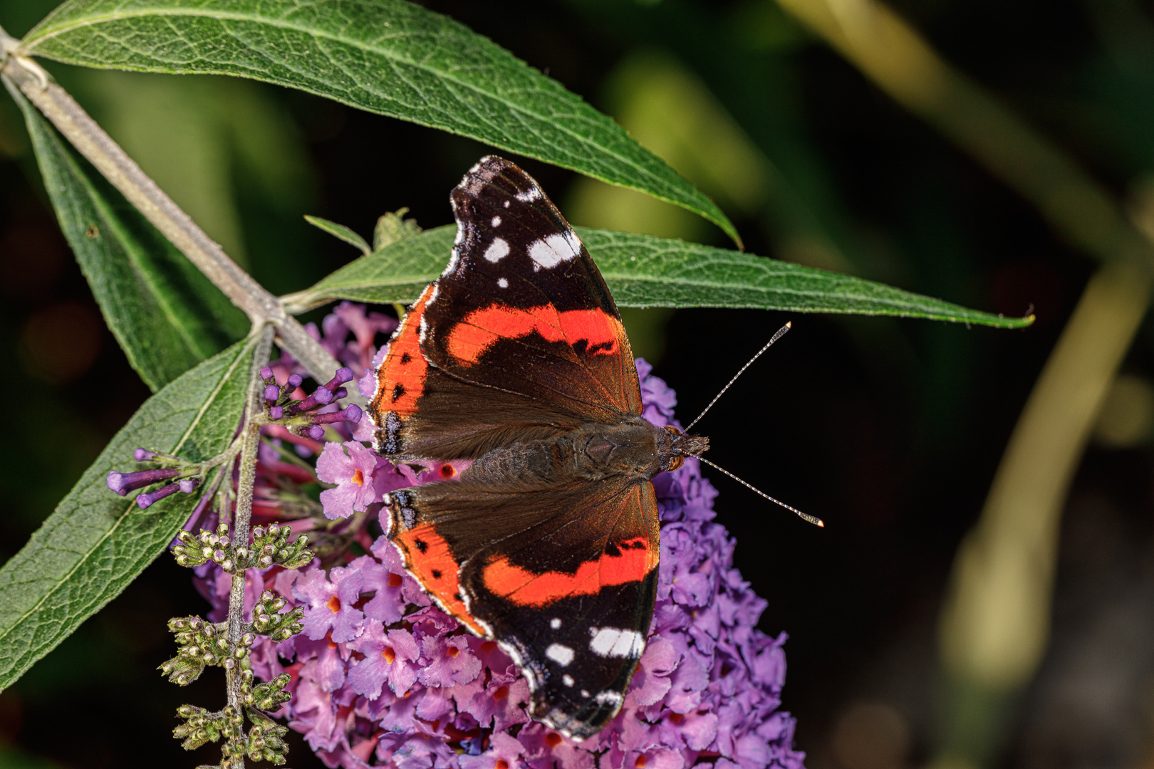 Admiral (Vanessa atalanta)