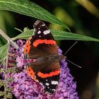 Admiral (Vanessa atalanta)