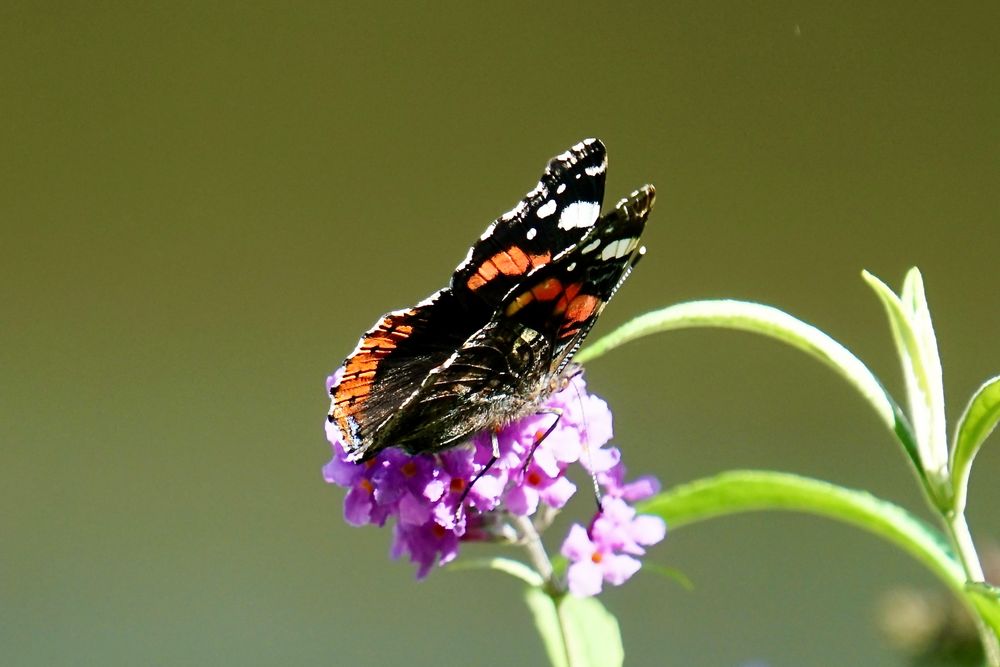 Admiral (Vanessa atalanta)