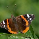 Admiral (Vanessa atalanta)