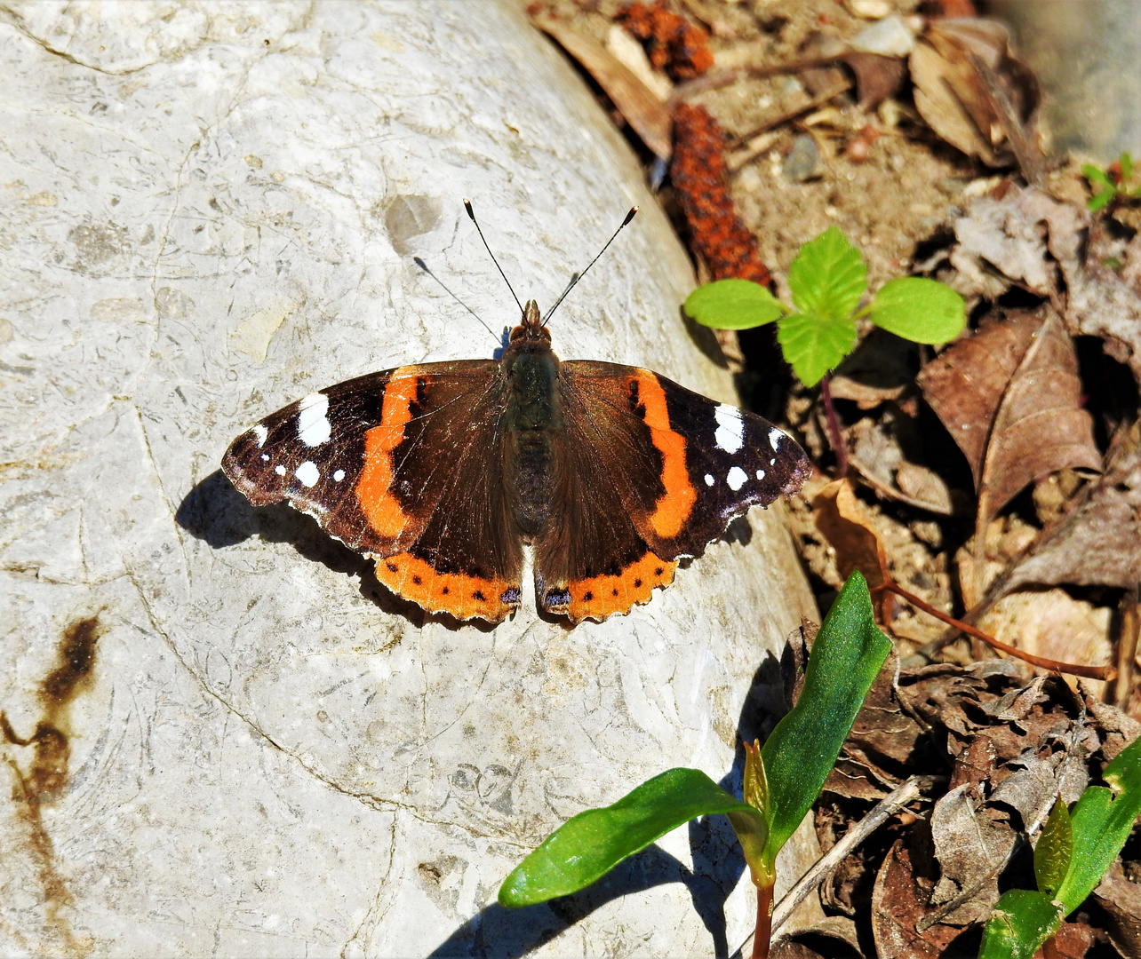 Admiral (Vanessa atalanta )