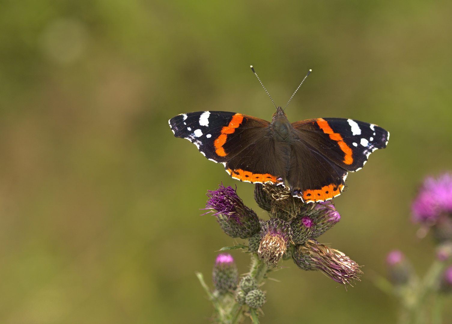 Admiral (Vanessa atalanta)