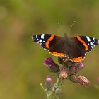 Admiral (Vanessa atalanta)