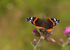 Admiral (Vanessa atalanta)