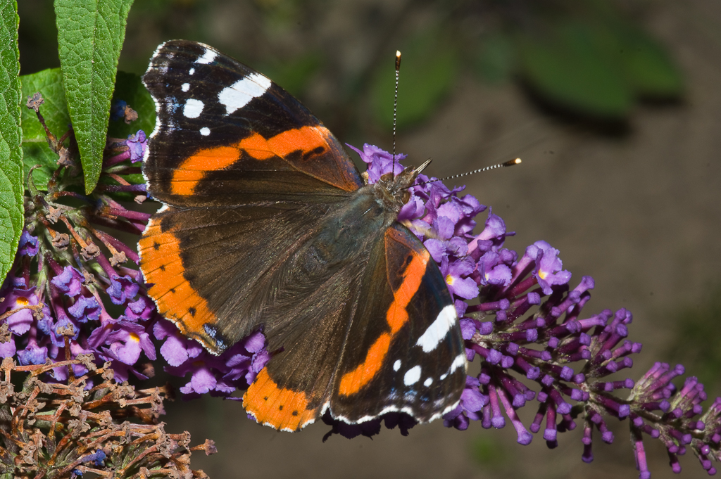 Admiral Vanessa atalanta