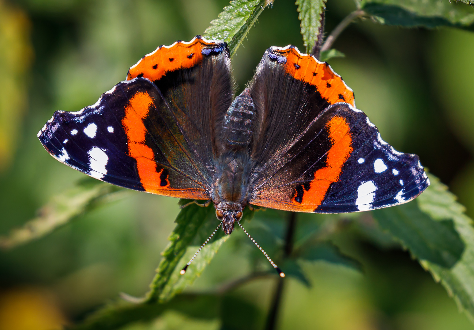 Admiral (Vanessa atalanta)