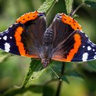 Admiral (Vanessa atalanta)