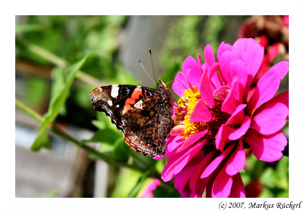 Admiral (Vanessa atalanta)